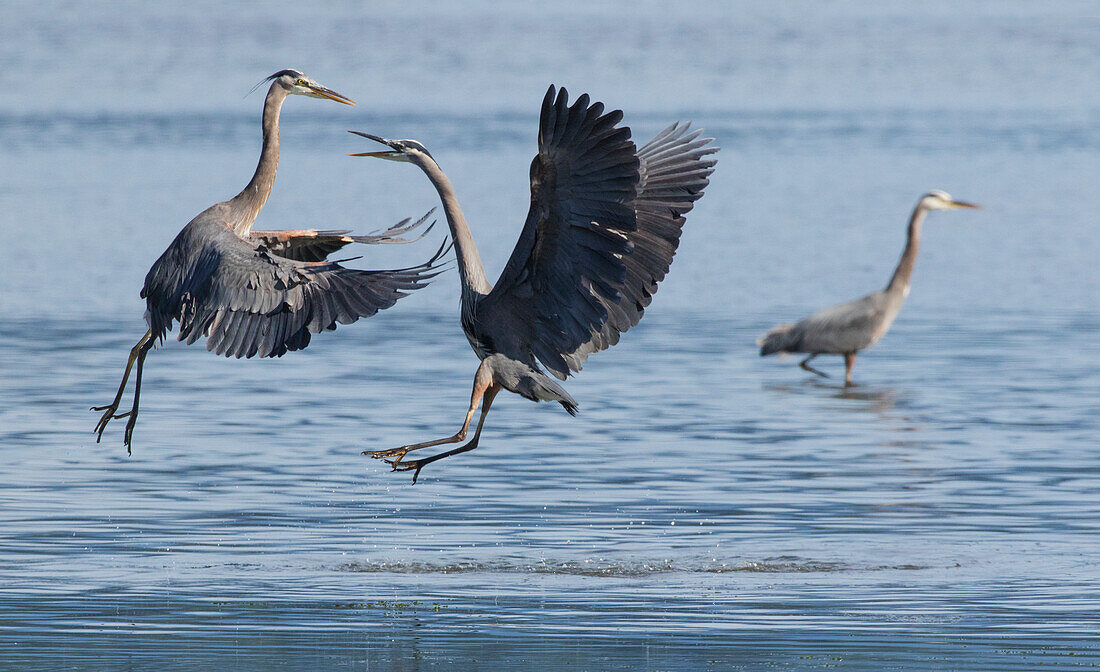 Great Blue Heron kämpfen um Angelplatz