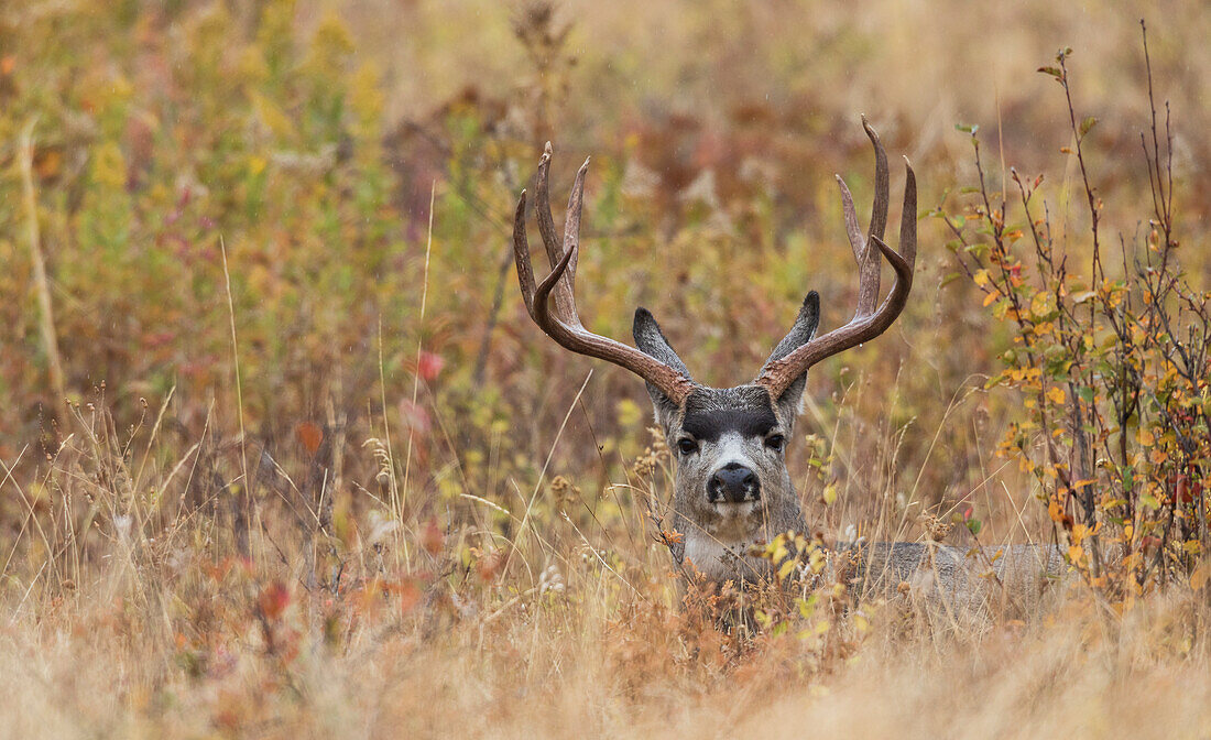 Mule Deer Buck, Herbststreusel