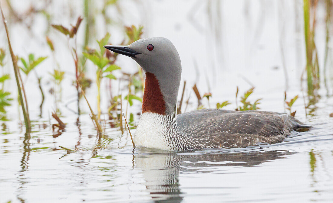 Red-throated Loon