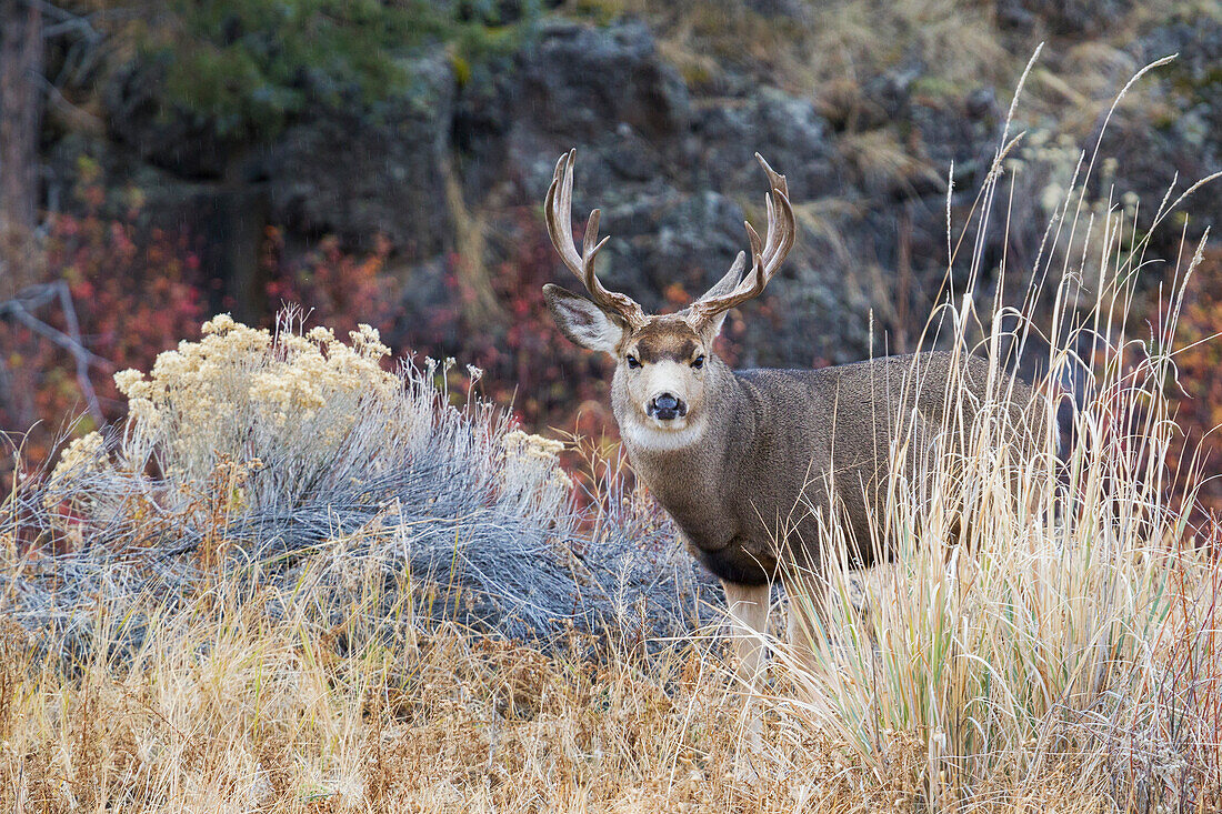 Mule deer buck