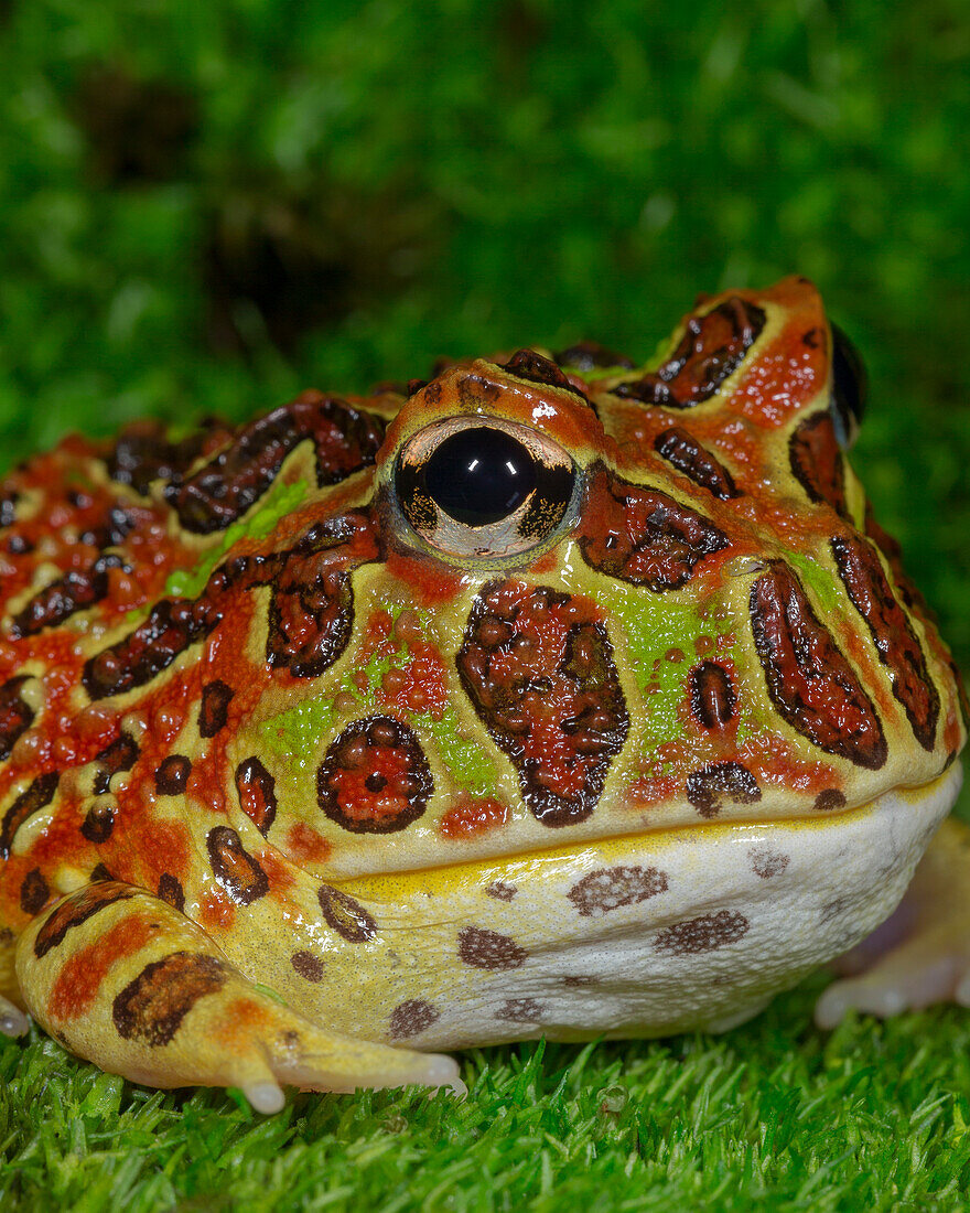 High Red Ornate Pacman Frog, Ceratophrys verziert, kontrollierte Bedingungen