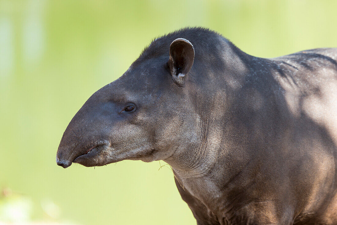 Brazil, Mato Grosso, Cuiaba, Cuiaba Zoo, Brazilian tapir, (Tapirs terrestris). Tapir in the zoo.