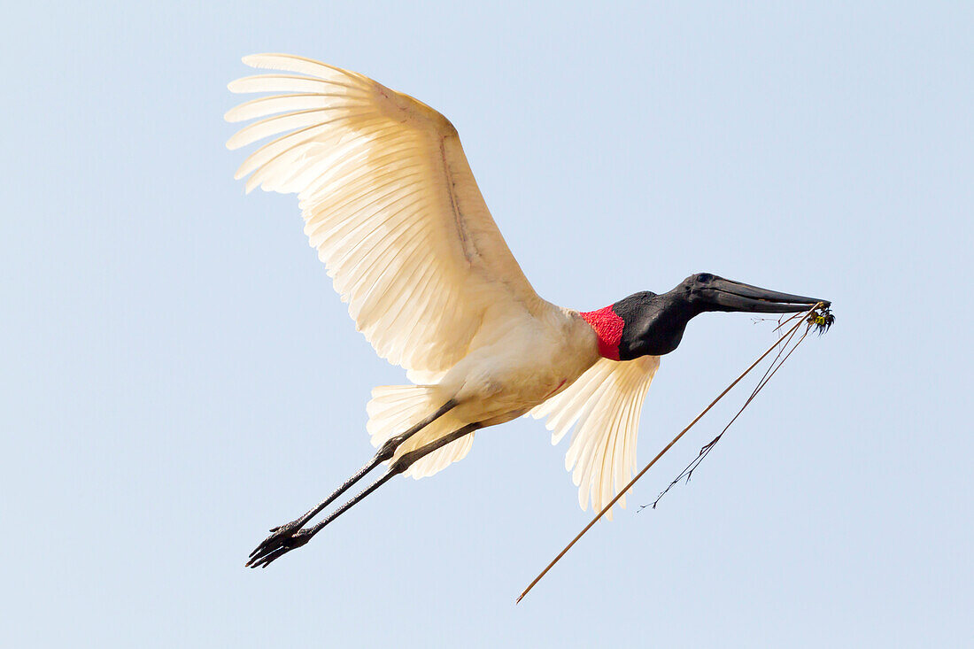 Brazil, Mato Grosso, The Pantanal, jabiru (Jabiru Mycteria). Jabiru bringing material to the nest.