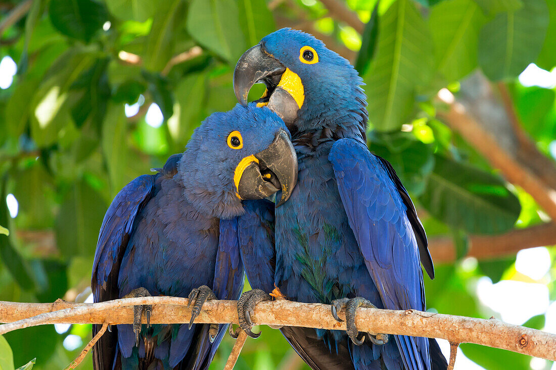 Brazil, Mato Grosso, The Pantanal, hyacinth macaw (Anodorhynchus hyacinthinus). Pair of hyacinth macaws cuddling.