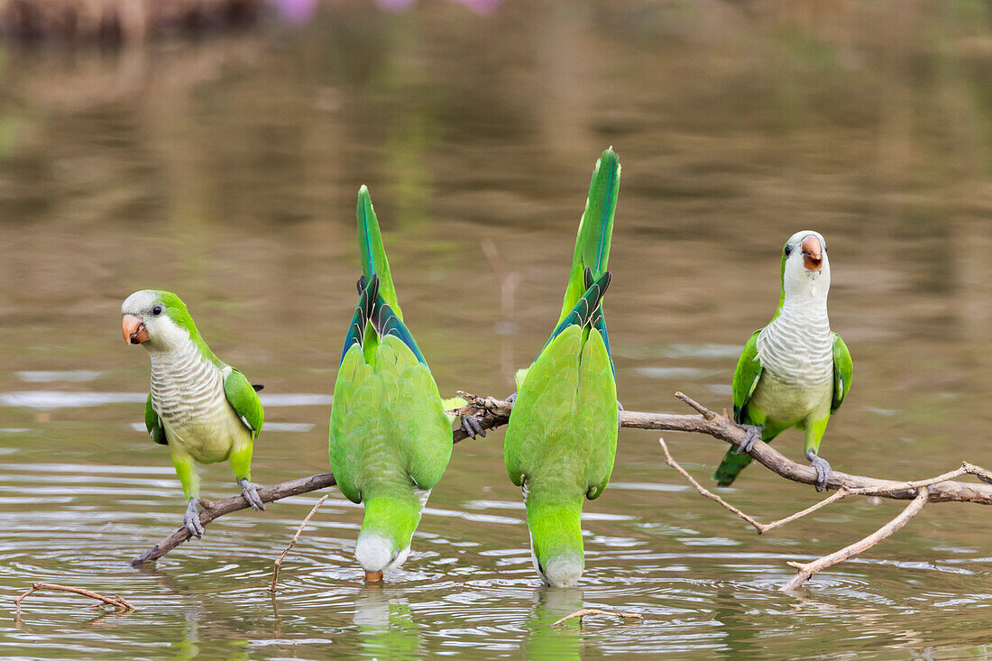 Brazil, Mato Grosso, The Pantanal, monk parakeets, (Myiopsitta monachus). Monk parakeets on a branch and drinking.