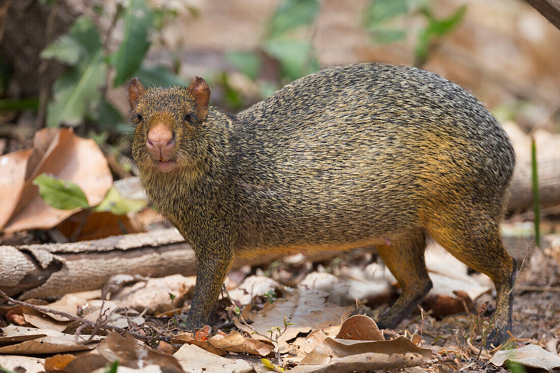 Brasilien, Mato Grosso, Pantanal, Azaras Agouti (Dasyprocta azarae). Agouti in Laubstreu.