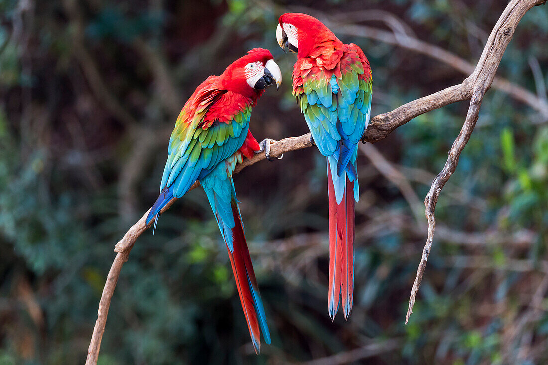 Brasilien, Mato Grosso do Sul, Jardim, Doline der Aras. Ein Paar rot-grüner Aras, die miteinander interagieren.