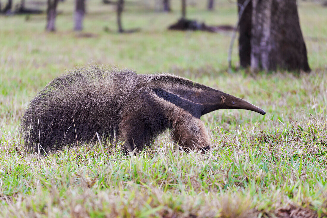 Brasilien, Mato Grosso do Sul, in der Nähe von Bonito. Riesenameisenbär, der auf einem Feld nach Ameisen und Insekten sucht.