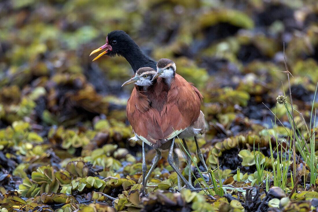 Brazil, The Pantanal, Rio Claro, Wattled jacana, Jacana jacana. Male Wattled jacana protecting its young from a perceived threat.