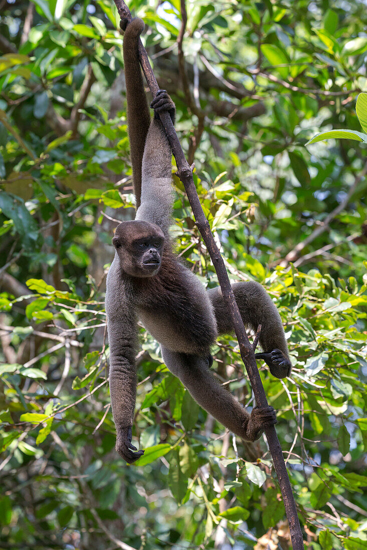 Brazil, Amazon, Manaus, Amazon EcoPark Jungle Lodge. Common woolly monkey hanging from the trees using its prehensile tail.