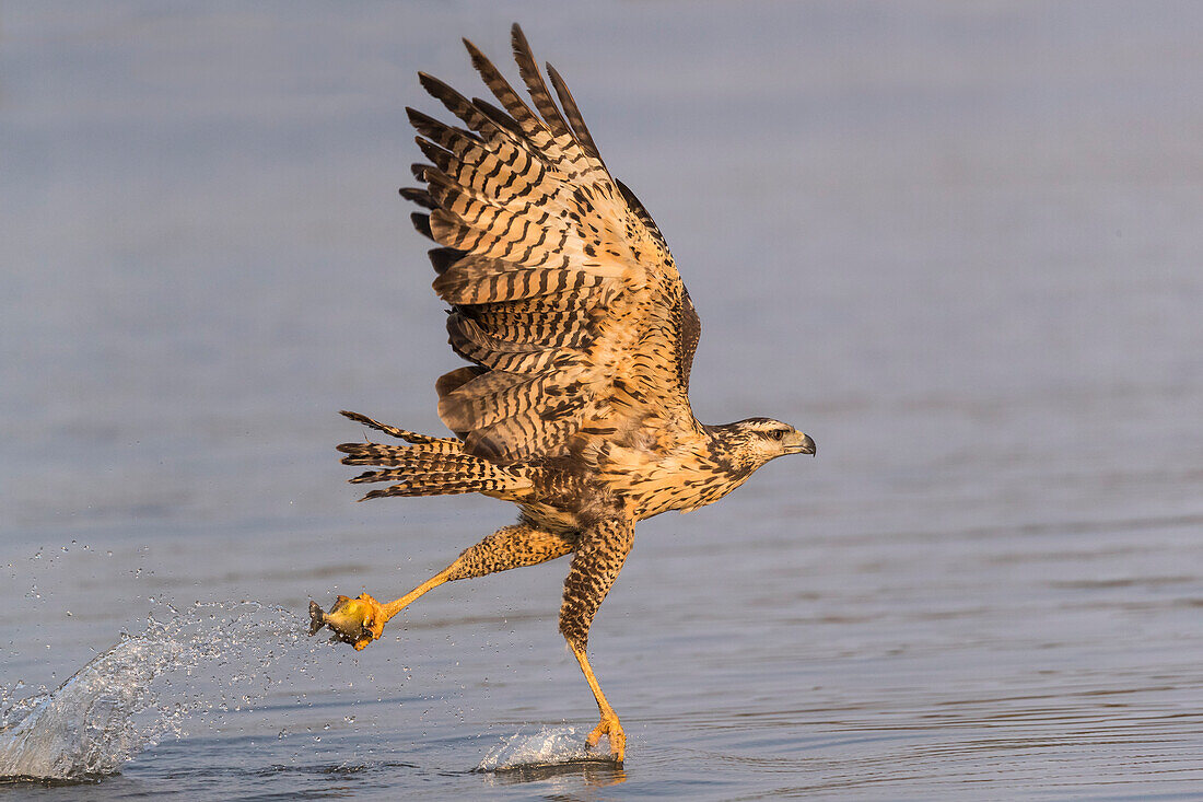 Brazil, The Pantanal, Rio Claro, immature great black hawk, Buteogallus urubitinga. Immature great black hawk flying in to snag a fish from the water of the Rio Claro.