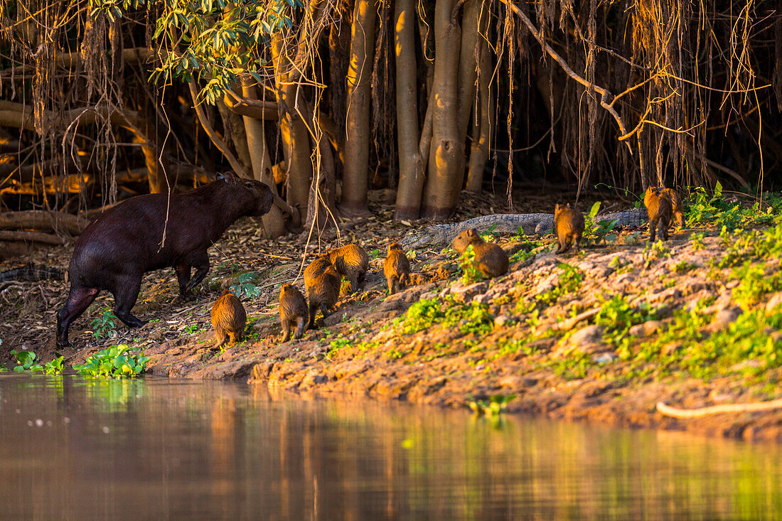 Mother capybara leads her group of baby capybara out of the water in front of a Cayman in the Brazilian Pantanal