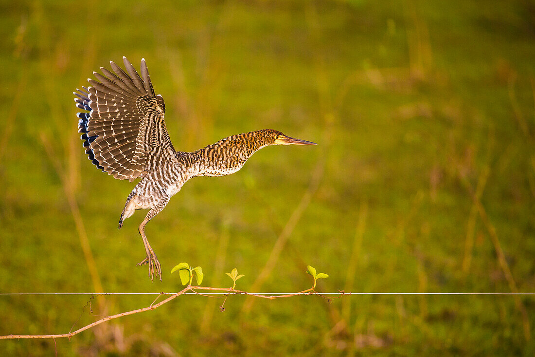 Brazil. An immature Rufescent tiger heron (Tigrisoma lineatum) flies along a cattle fence in the Pantanal, the world's largest tropical wetland area, UNESCO World Heritage Site.
