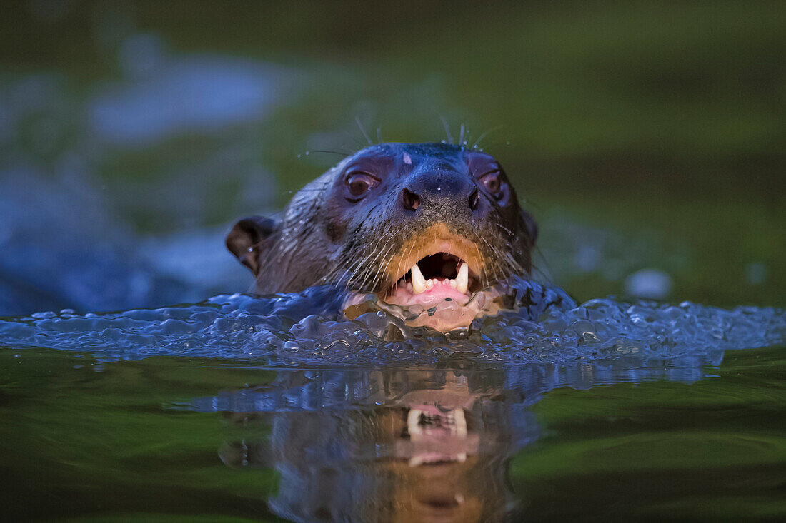 Brasilien. Der Riesenotter (Pteronura brasiliensis) kommt in langsam fließenden Flüssen des Pantanal vor, dem größten tropischen Feuchtgebiet der Welt, UNESCO-Weltkulturerbe.