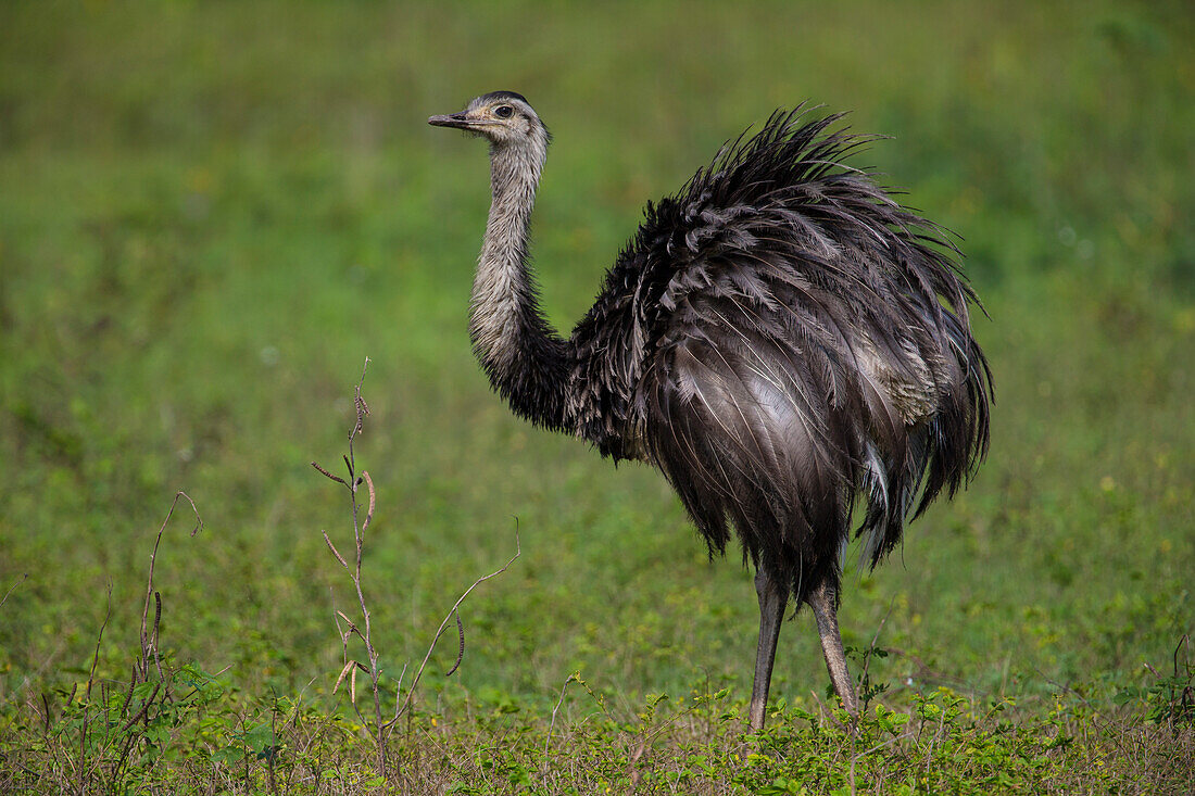 Brazil. A rhea (Rhea Americana), a large bird related to the ostrich, in the Pantanal, the world's largest tropical wetland area, UNESCO World Heritage Site.