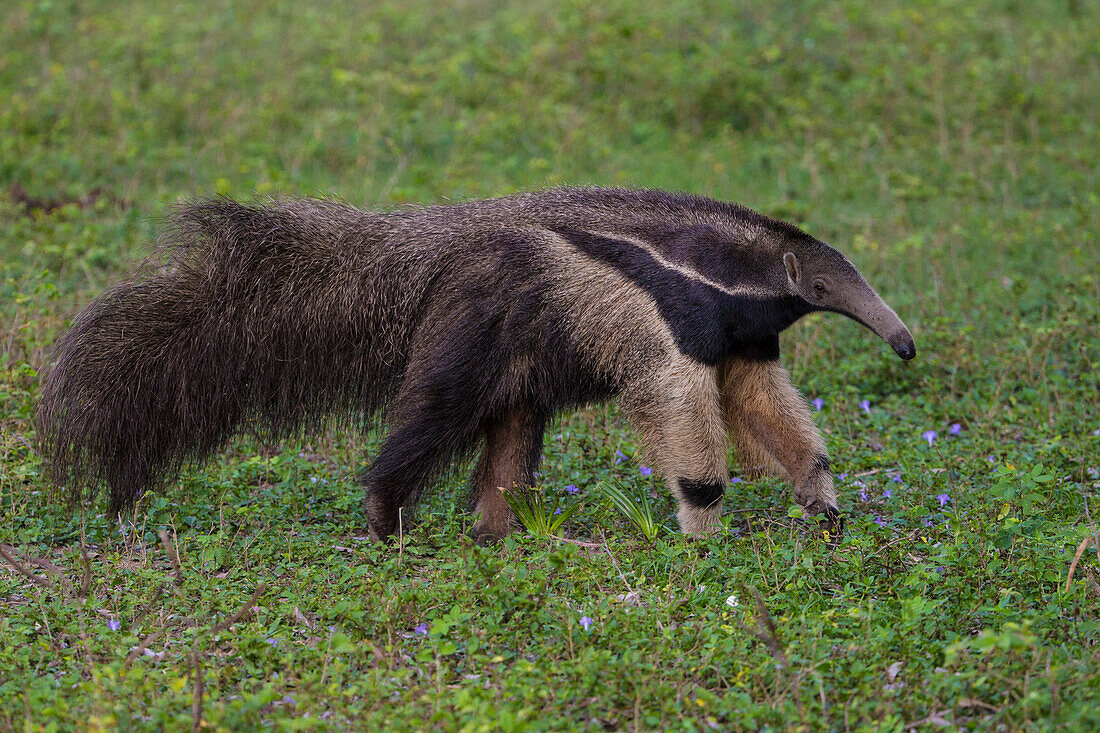 Brazil. A giant anteater (Myrmecophagia tridactyla) in the Pantanal, the world's largest tropical wetland area, UNESCO World Heritage Site.