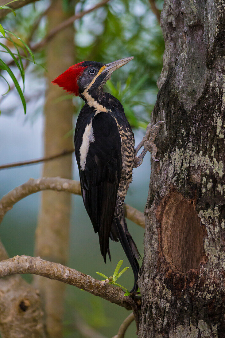 Brasilien. Linienspecht (Dryocopus Lineatus) im Pantanal, dem weltweit größten tropischen Feuchtgebiet, UNESCO-Weltkulturerbe.