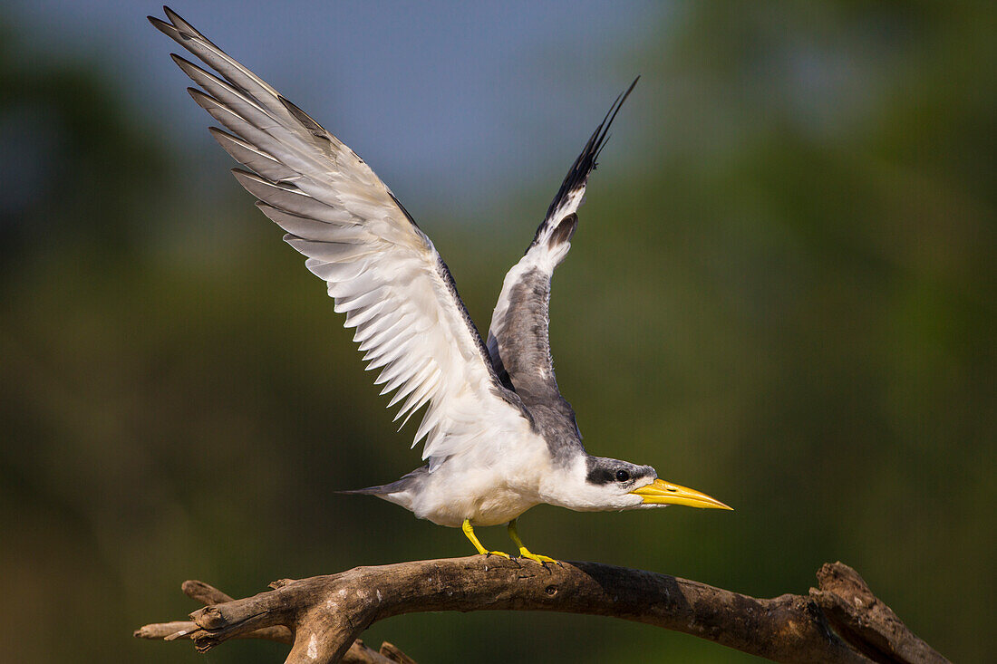 Brazil. A large-billed tern (Phaetusa simplex) perches along the banks of a river in the Pantanal, the world's largest tropical wetland area, UNESCO World Heritage Site.