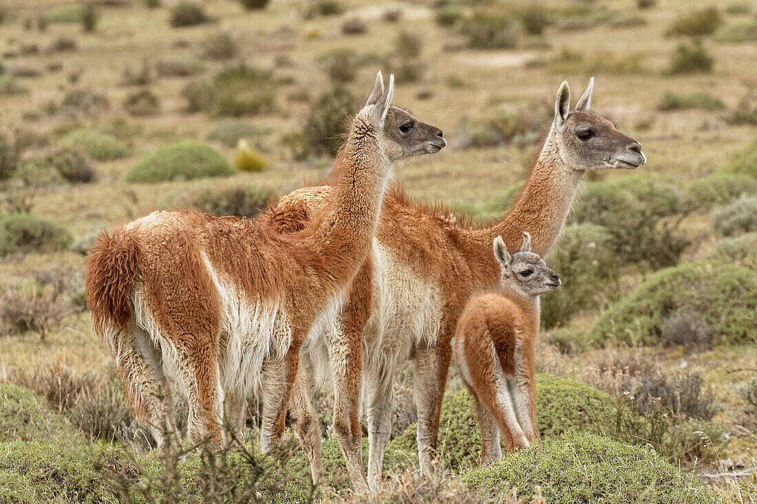 Guanaco and baby (Lama guanaco), Andes Mountain, Torres del Paine National Park, Chile, Patagonia