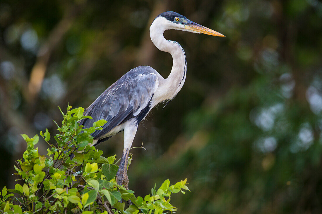 Brasilien. Ein Kokosreiher (Ardea Purpurea) im Pantanal, dem weltweit größten tropischen Feuchtgebiet, UNESCO-Weltkulturerbe.