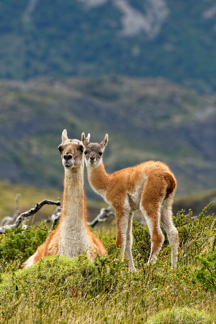 Guanaco and baby (Lama guanaco), Andes Mountain, Torres del Paine National Park, Chile. Patagonia