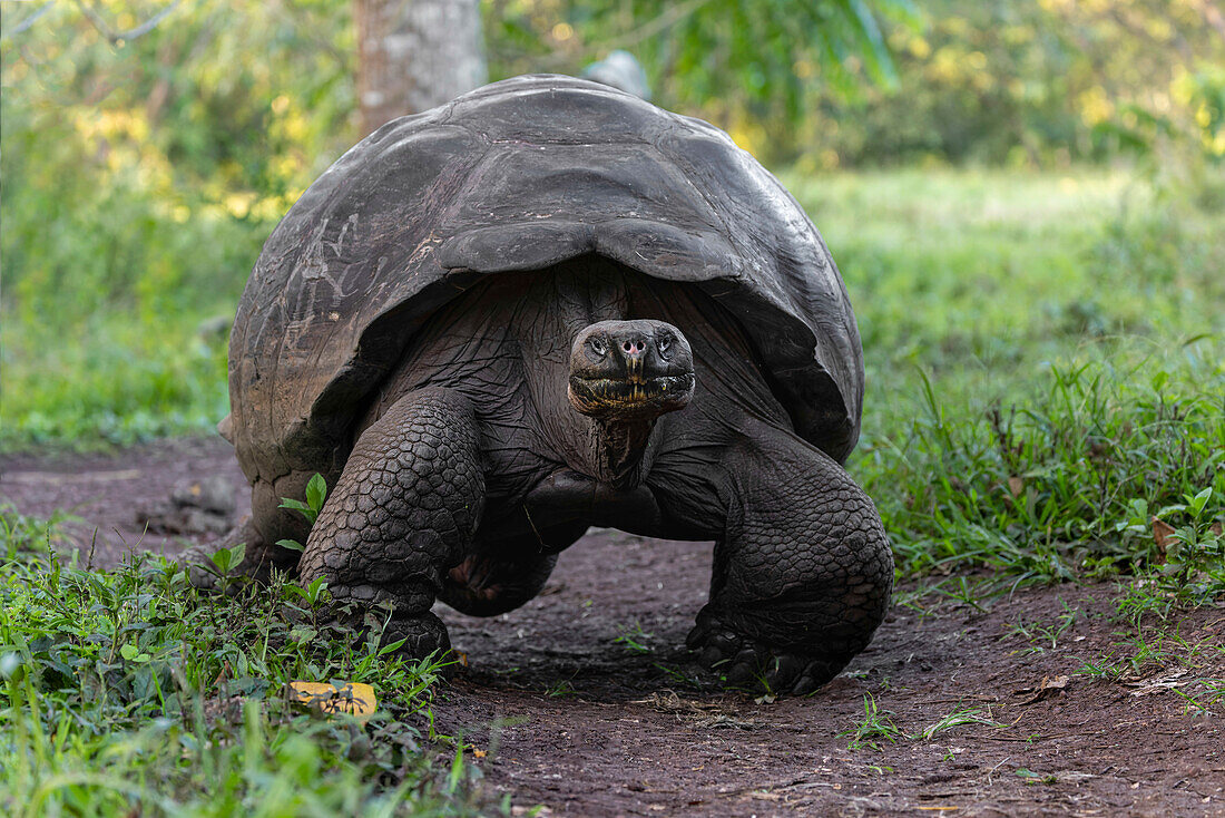 Galapagos giant tortoise. Genovesa Island, Galapagos Islands, Ecuador.