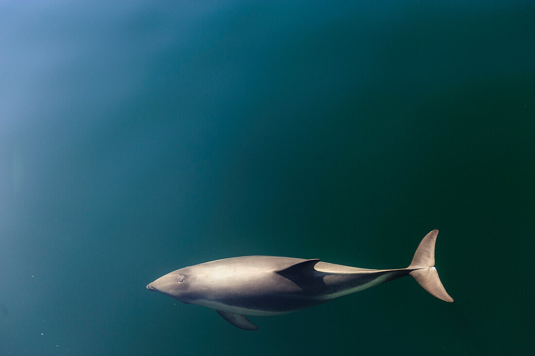 Chile, Patagonien, Lake District. Peales Delphin (Lagenorhynchus australis) in Estero Cahuelmo.