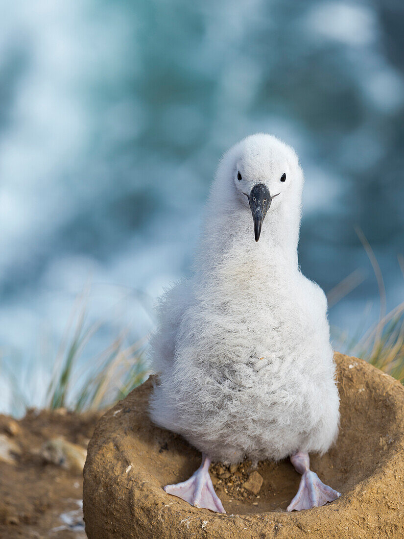 Black-browed albatross chick on tower-shaped nest, Falkland Islands.