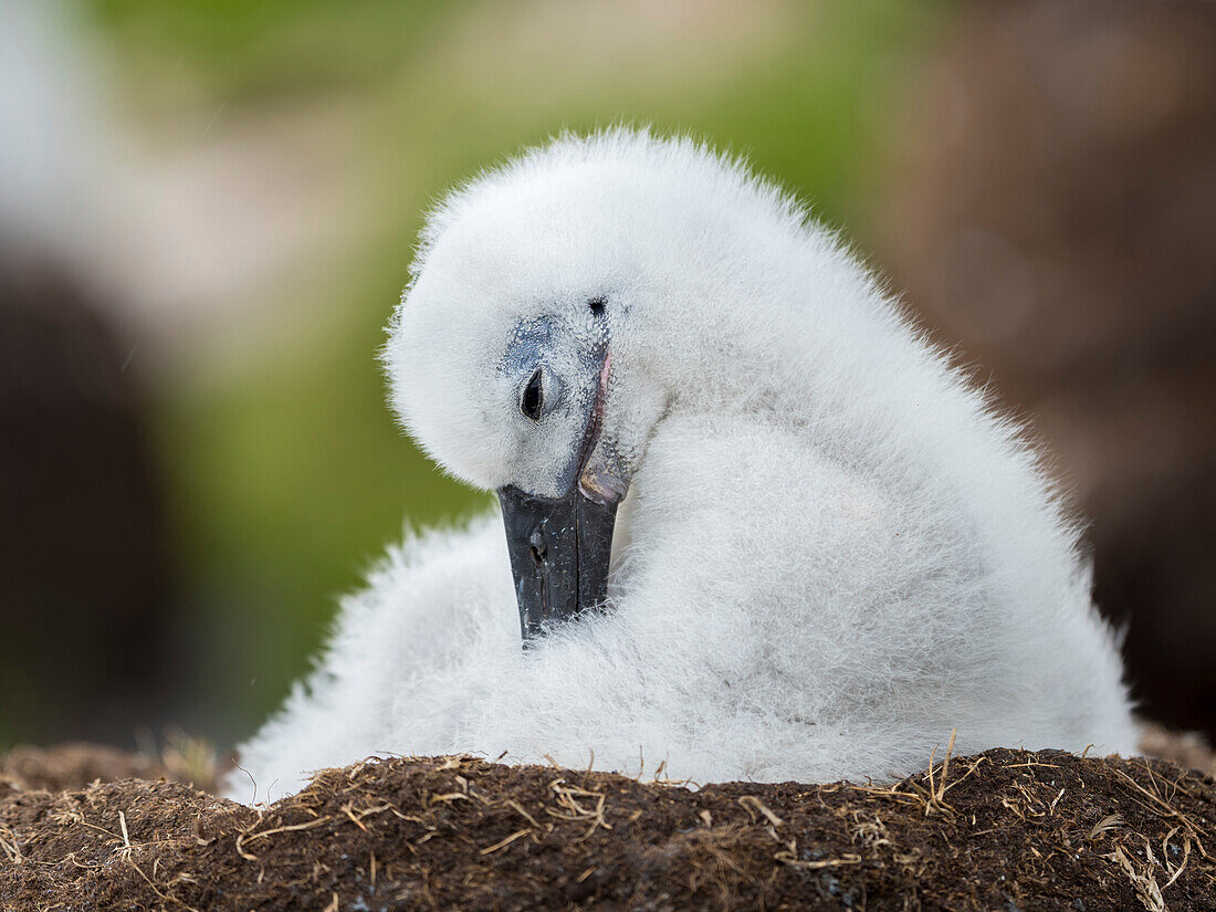 Küken des Schwarzbrauenalbatros auf turmförmigem Nest, Falklandinseln.