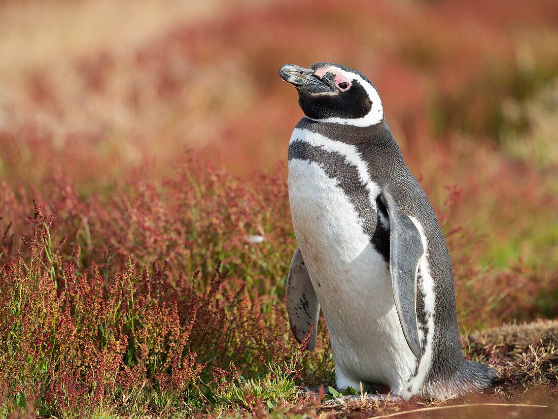 Magellan-Pinguin, Falklandinseln.