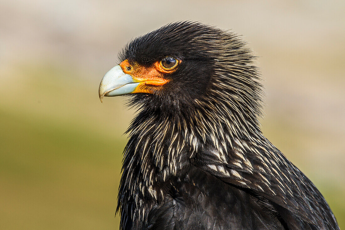 Falkland Islands, Saunders Island. Striated Caracara portrait.