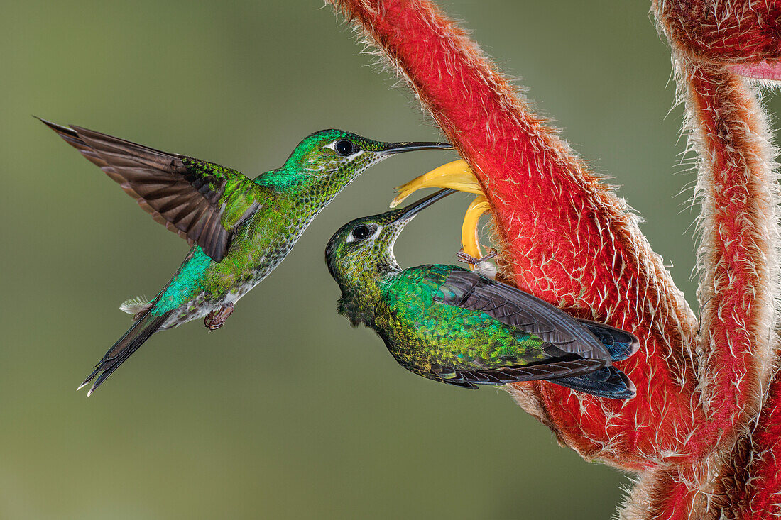 Grün gekrönter brillanter Kolibri, Costa Rica