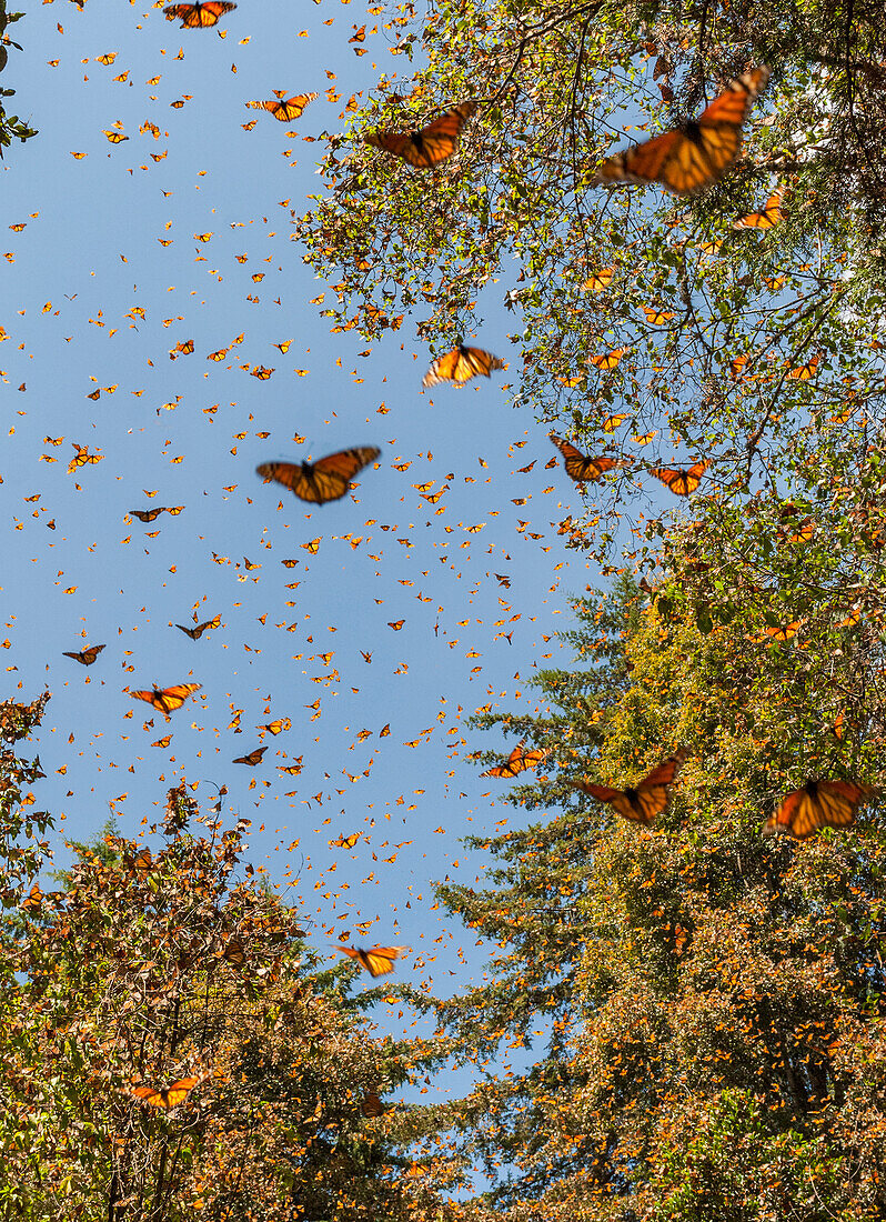 Massen von Monarchfalter im Flug, Cerro Pelon (Macheros) Monarchfalter Reserve, Michoacan, Mexiko.