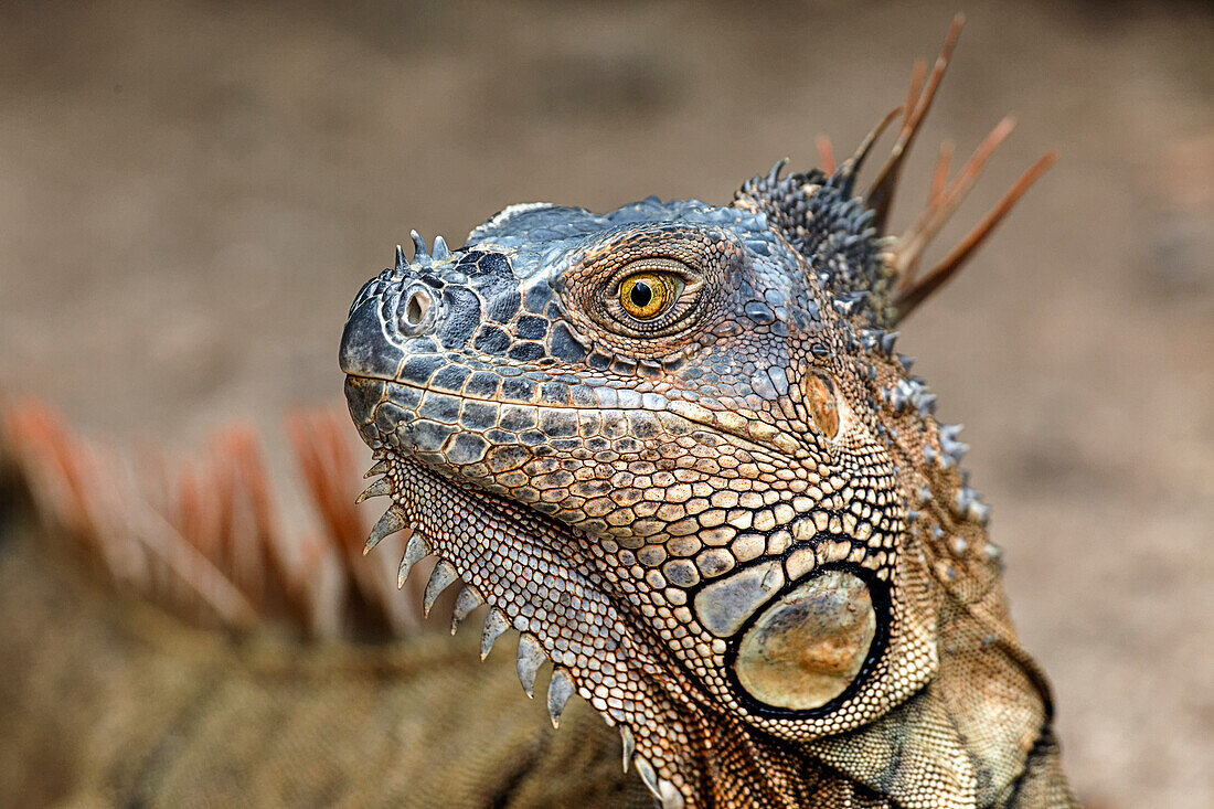 Grüner Leguan, Costa Rica