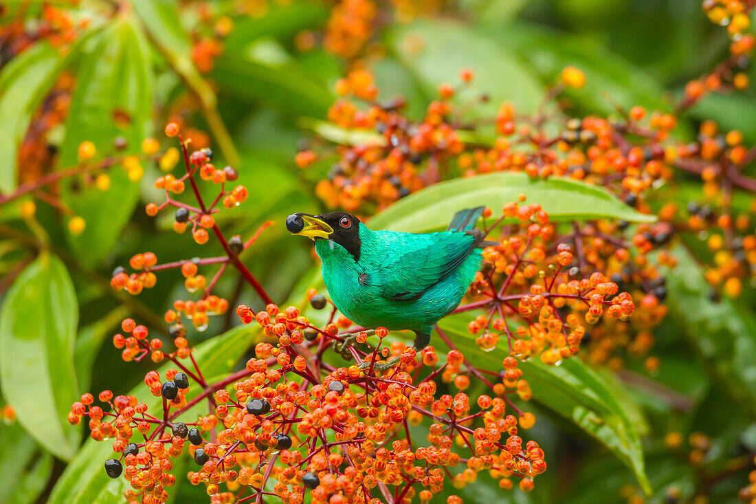 Costa Rica, Arenal. Fütterung der grünen Honigkriecher