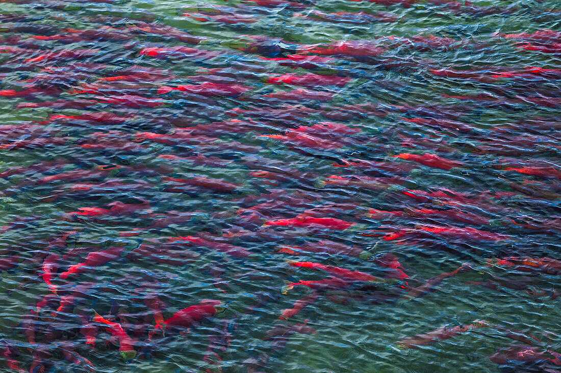 Sockeye salmon, Katmai National Park, Alaska, USA