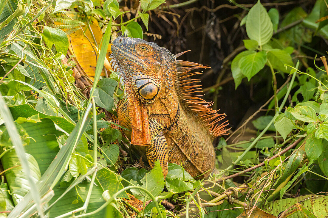 Costa Rica, La Selva Biological Research Station. Green iguana close-up