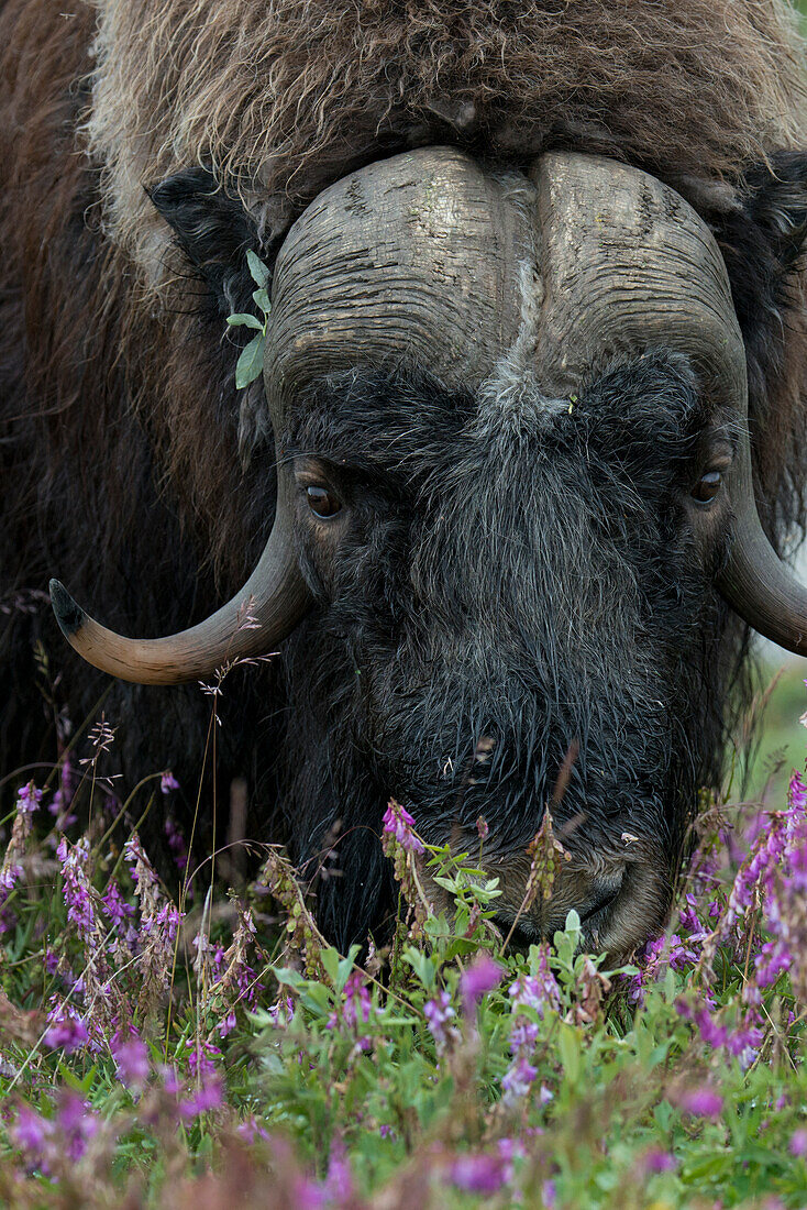 Alaska, Nome, Bob Blodgett Nome-Teller Highway (aka Teller Road). Muskox, aka muskoxen, male, (Ovibos moschatus) with wildflowers.