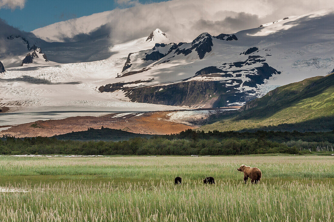 USA, Alaska, Katmai-Nationalpark. Küstenbraunbär, Grizzly, Ursus Arctos. Grizzlybär-Mutter und Zwillinge in der Hallo Bay mit dem Hallo-Gletscher im Hintergrund.