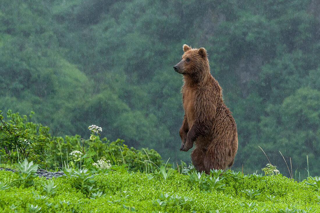 USA, Alaska, Katmai-Nationalpark, Hallo Bay. Küstenbraunbär, Grizzly, Ursus Arctos. Grizzlybär steht aufrecht im Regen.