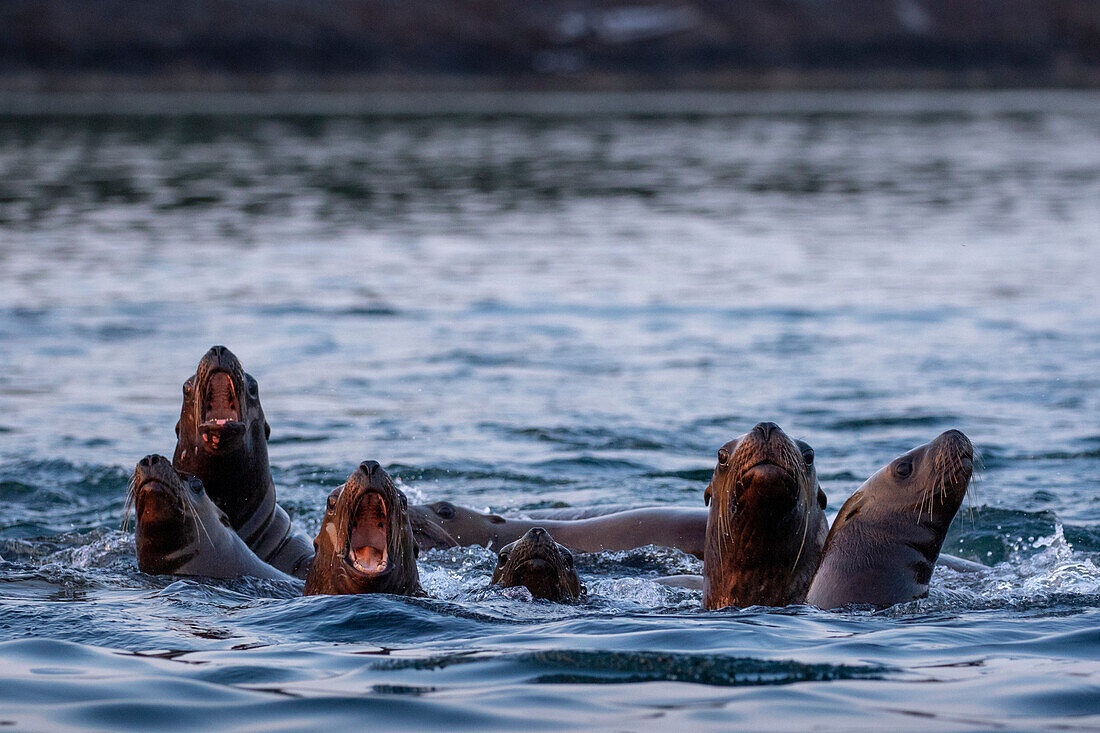 USA, Alaska, Steller Sea Lions (Eumetopias jubatus) gather at edge of haul out along Frederick Sound on summer evening.