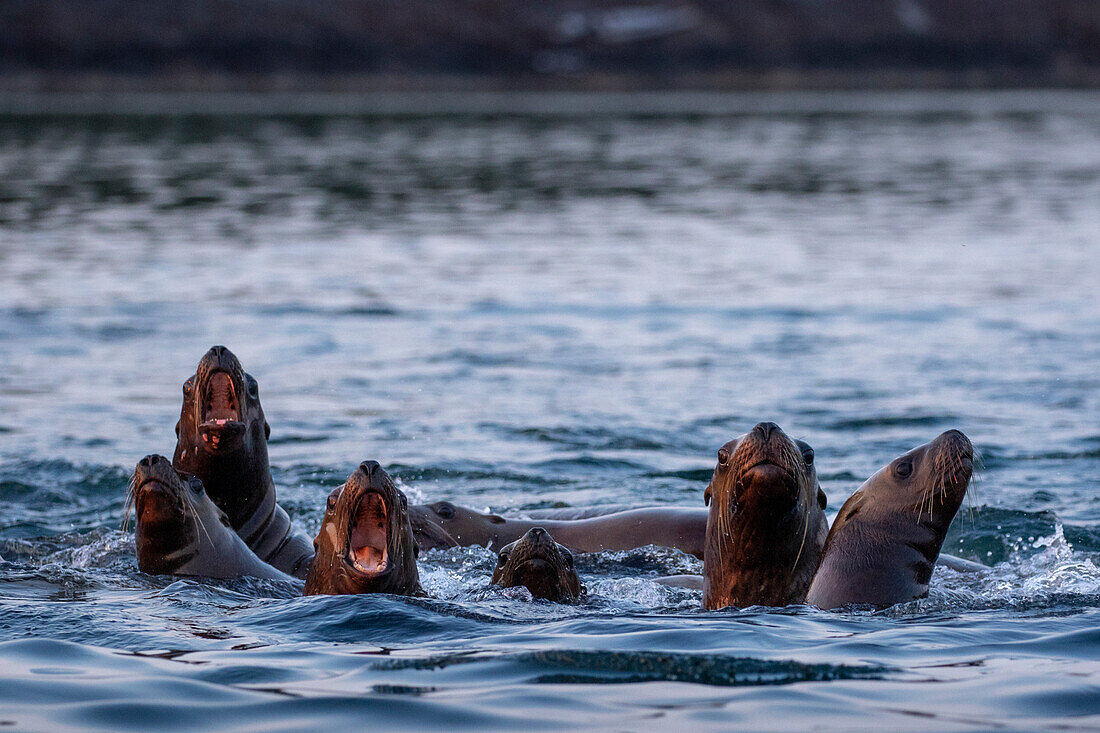 USA, Alaska, Steller-Seelöwen (Eumetopias Jubatus) versammeln sich am Sommerabend am Rand des Hols entlang des Frederick Sound.