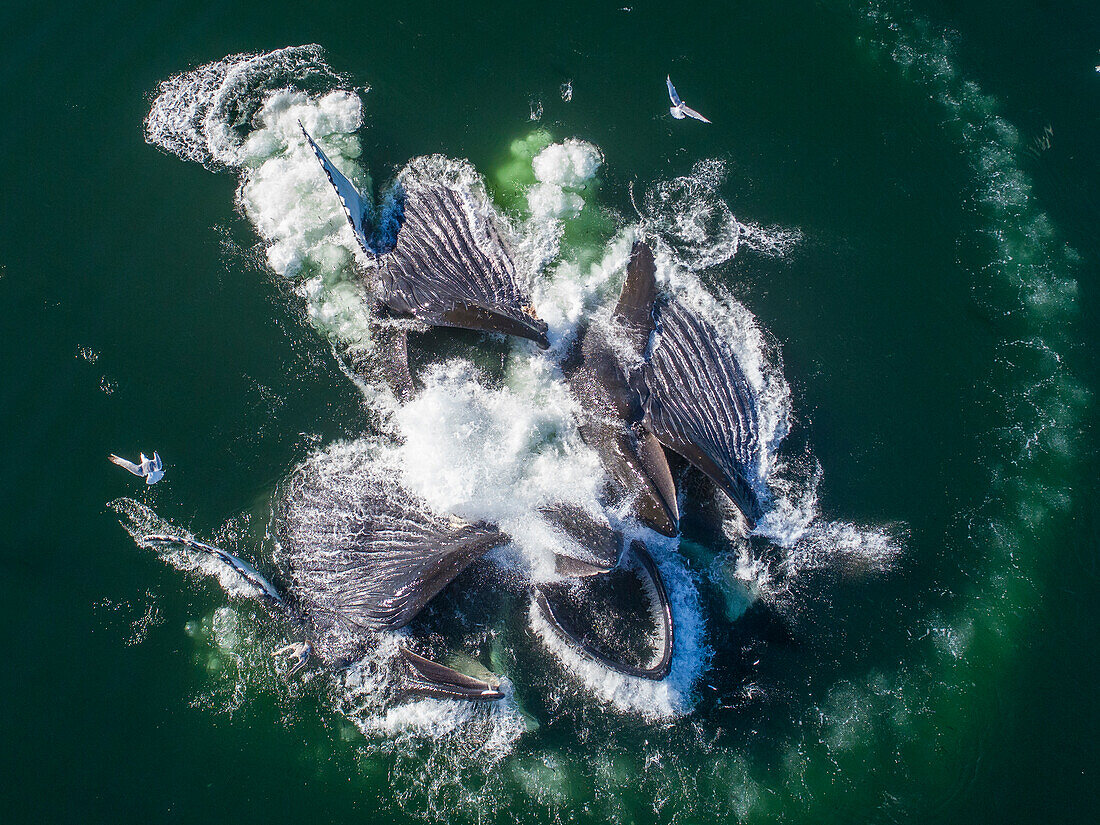 USA, Alaska, Aerial view of Humpback Whales (Megaptera novaeangliae) lunging at surface of Frederick Sound while bubble net feeding on herring shoal on summer afternoon