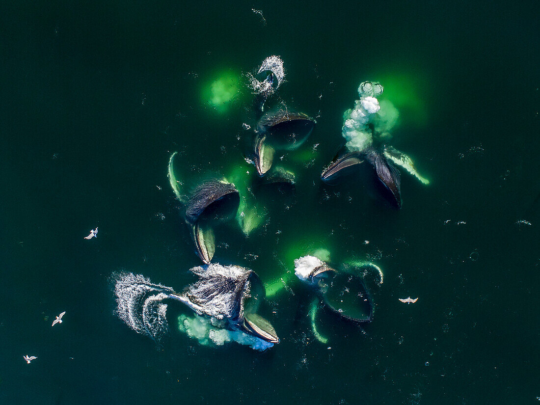 USA, Alaska, Aerial view of Humpback Whales (Megaptera novaeangliae) lunging at surface of Frederick Sound while bubble net feeding on herring shoal on summer afternoon