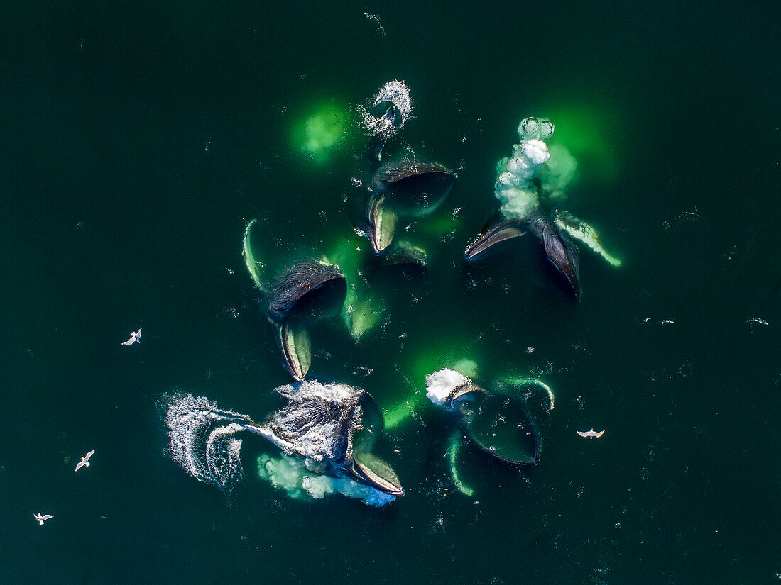 USA, Alaska, Luftaufnahme von Buckelwalen (Megaptera novaeangliae), die sich an der Oberfläche des Frederick Sound stürzen, während sich das Blasennetz am Sommernachmittag von Heringsschwärmen ernährt