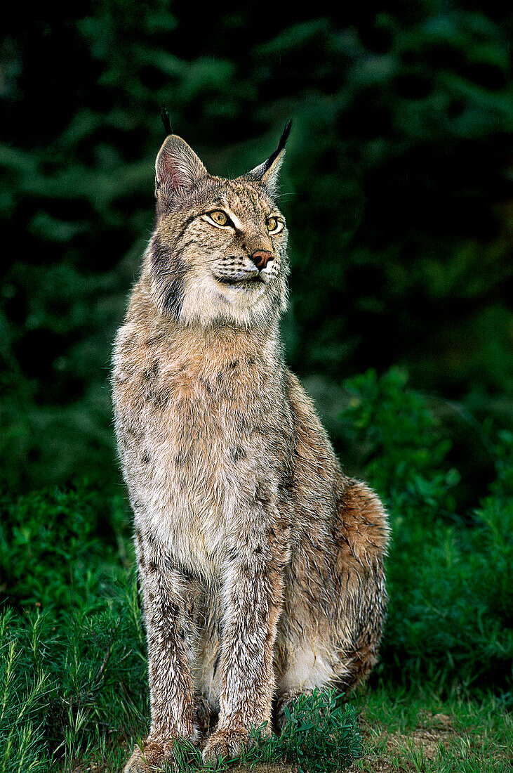 USA, California, Wildlife Waystation. Captive Canadian lynx in rescue facility.