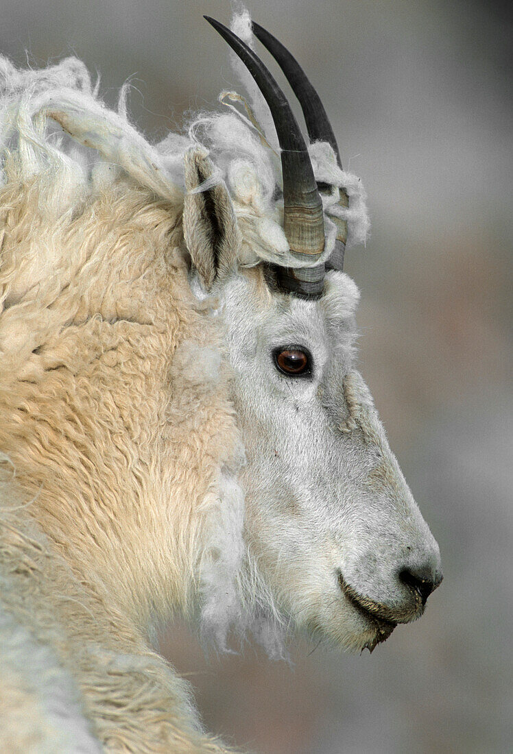 Mountain goat (Oreamnos americanus), profile of adult with shedding fleece, Mount Evans Recreation Area, Arapaho National Forest, Colorado, USA