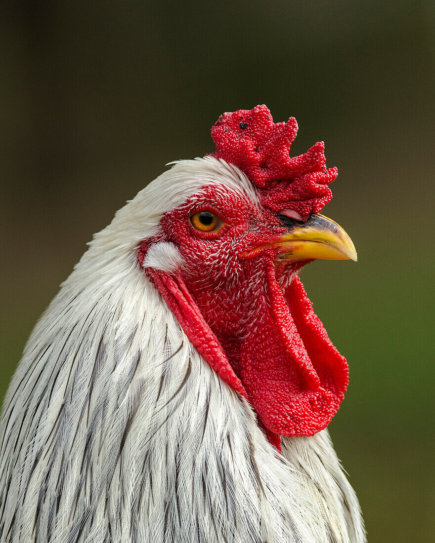 White brahma rooster, Gallus gallus domestic, USA, Florida