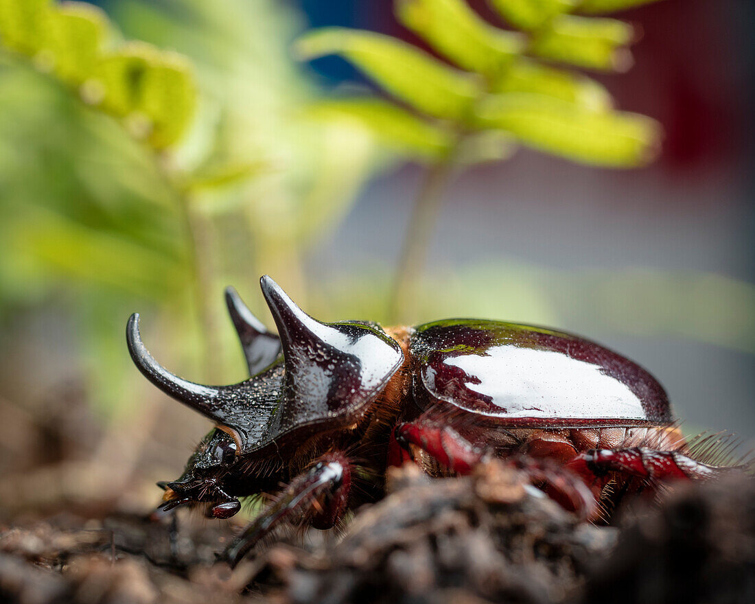 Major Ox, Elephant, or Hercules beetle showing horns, Strategus aloeus, wild, Florida