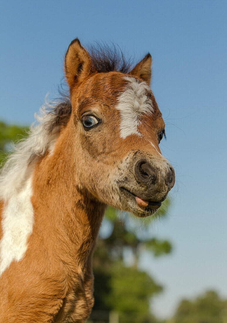 Baby Miniature horse paint colt